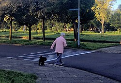 Dog walking