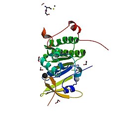 BRCA-2