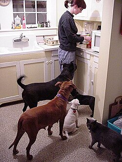 Pet