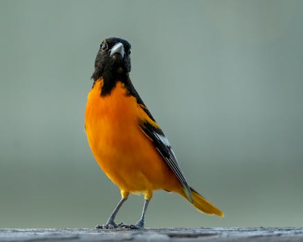 Baltimore Orioles