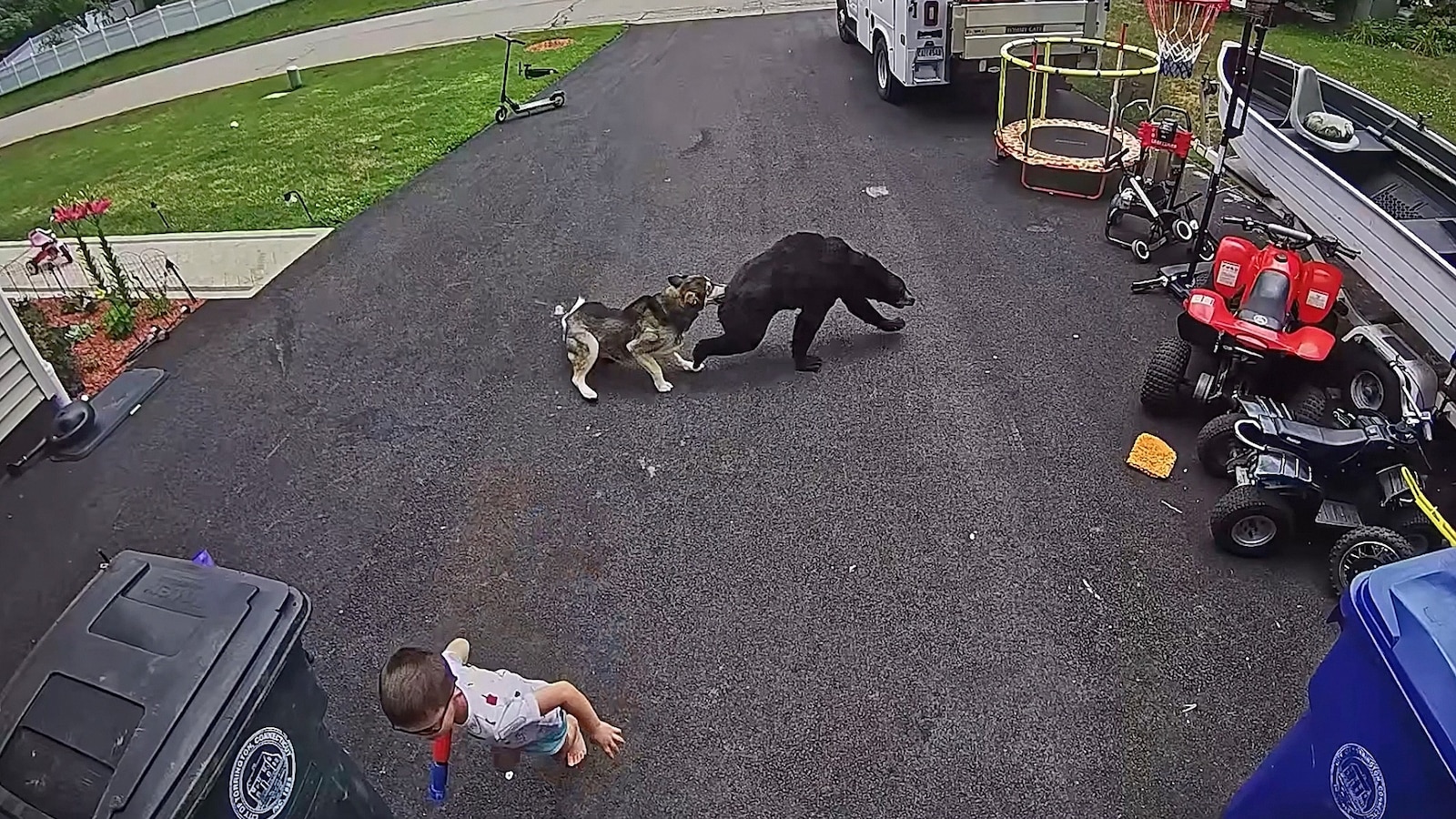 Personal Digest: Hero dog leaps between bear and child