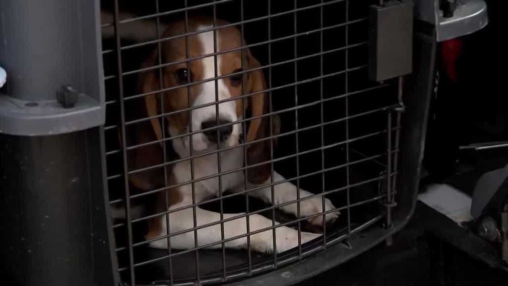 Personal Digest: Final 155 beagles rescued as lab shuts
