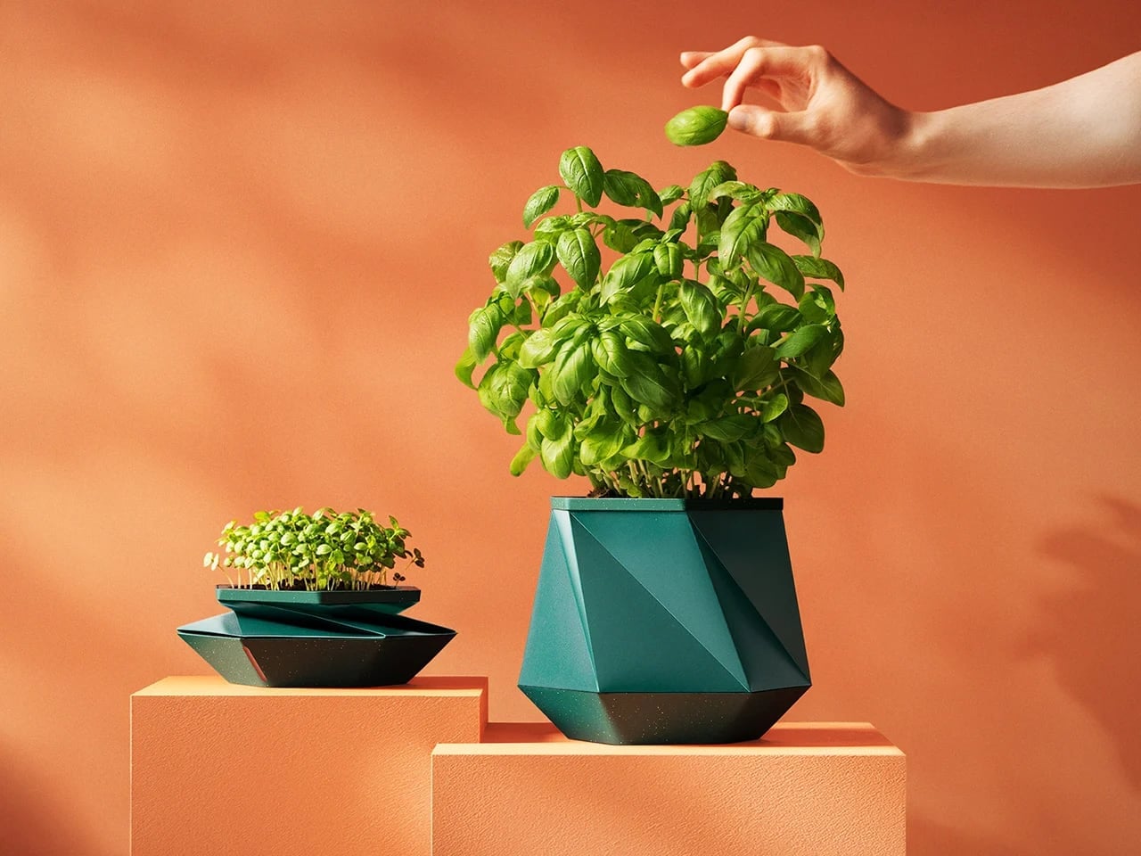 Houseplant