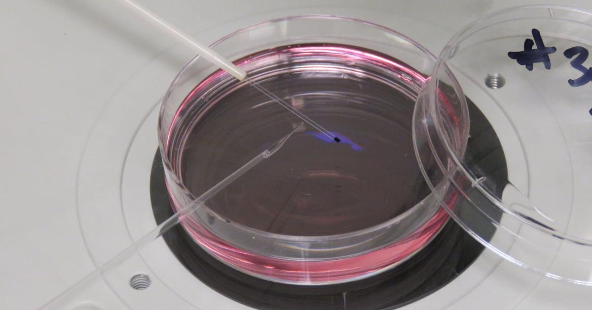 Cryopreservation