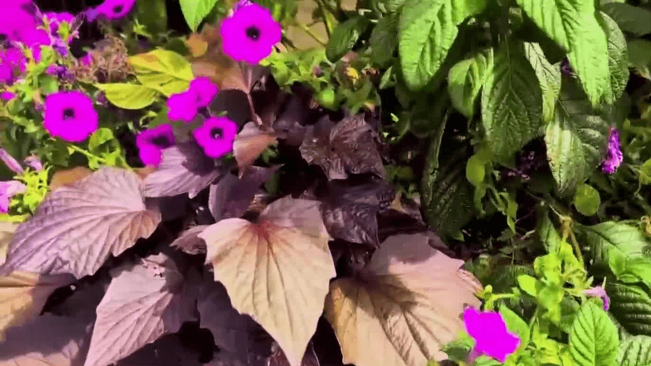 Gardening
