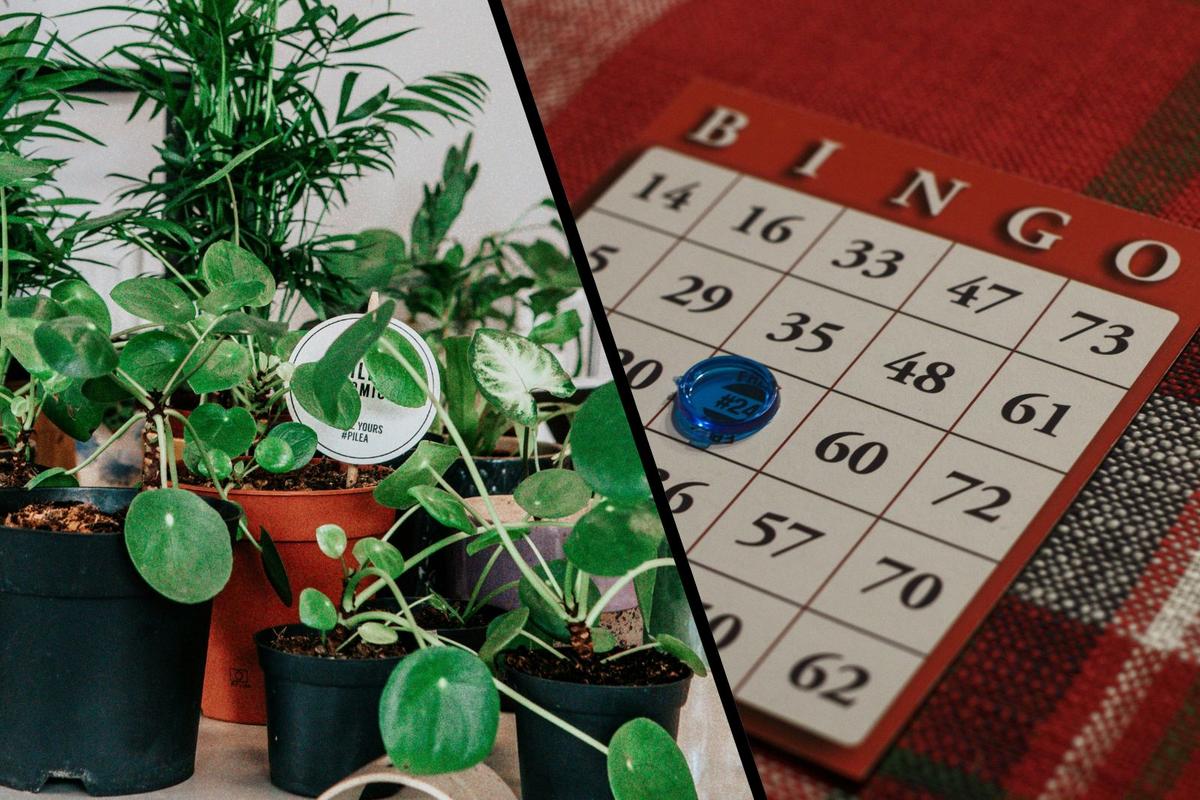 Personal Digest: How Plant Bingo pushed houseplants past 60%