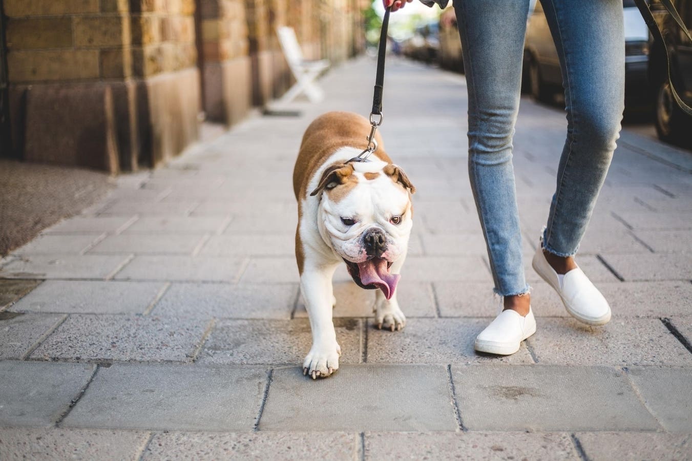 Dog walking