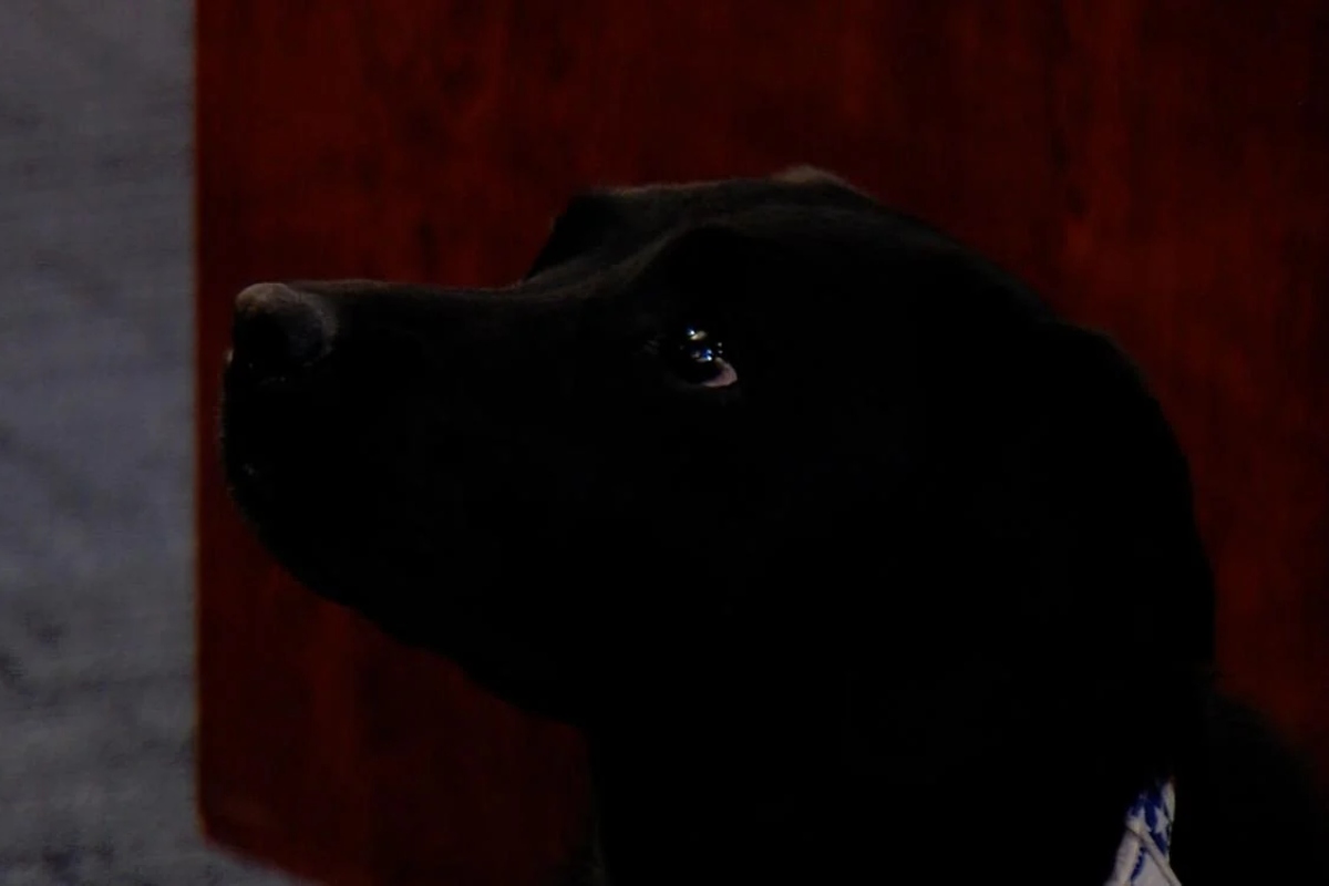 Dogs