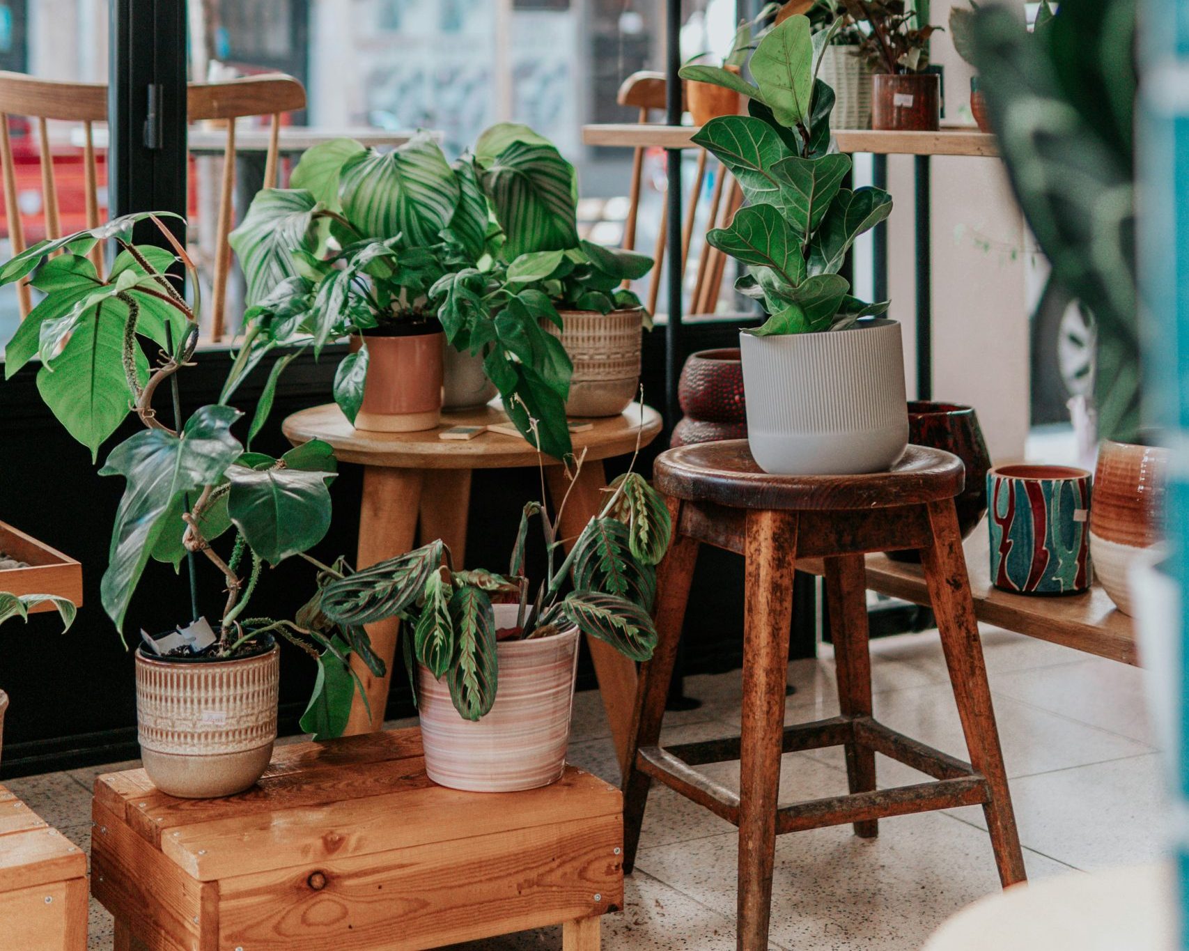 Houseplants
