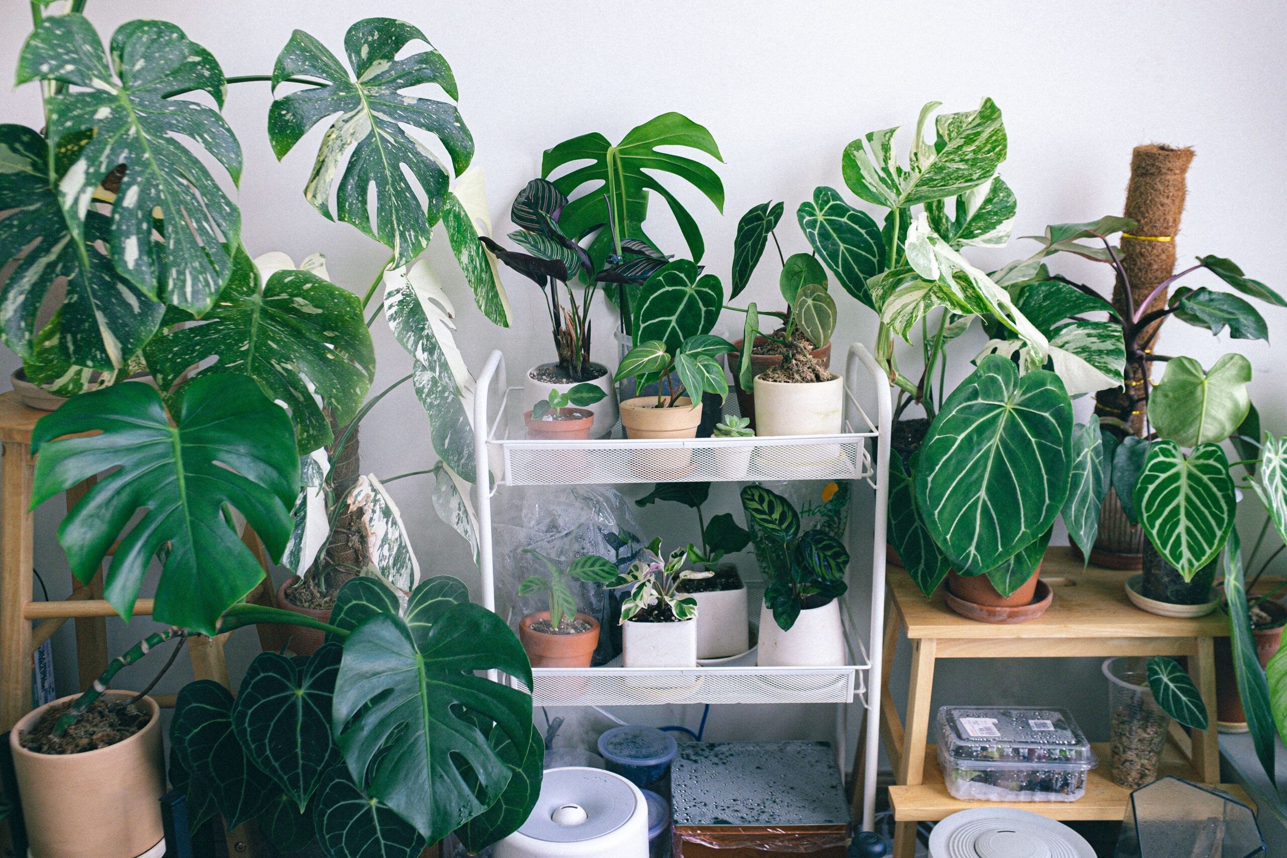 Houseplant