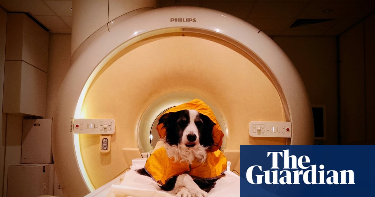 Personal Digest: Dogs really can read your face, brain scans show