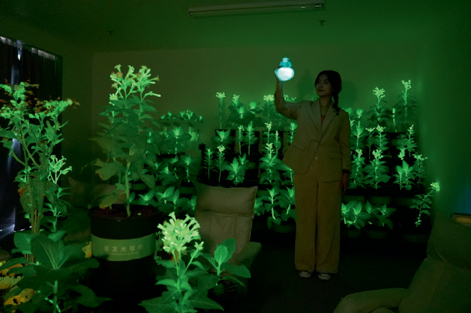 Personal Digest: When houseplants start to glow