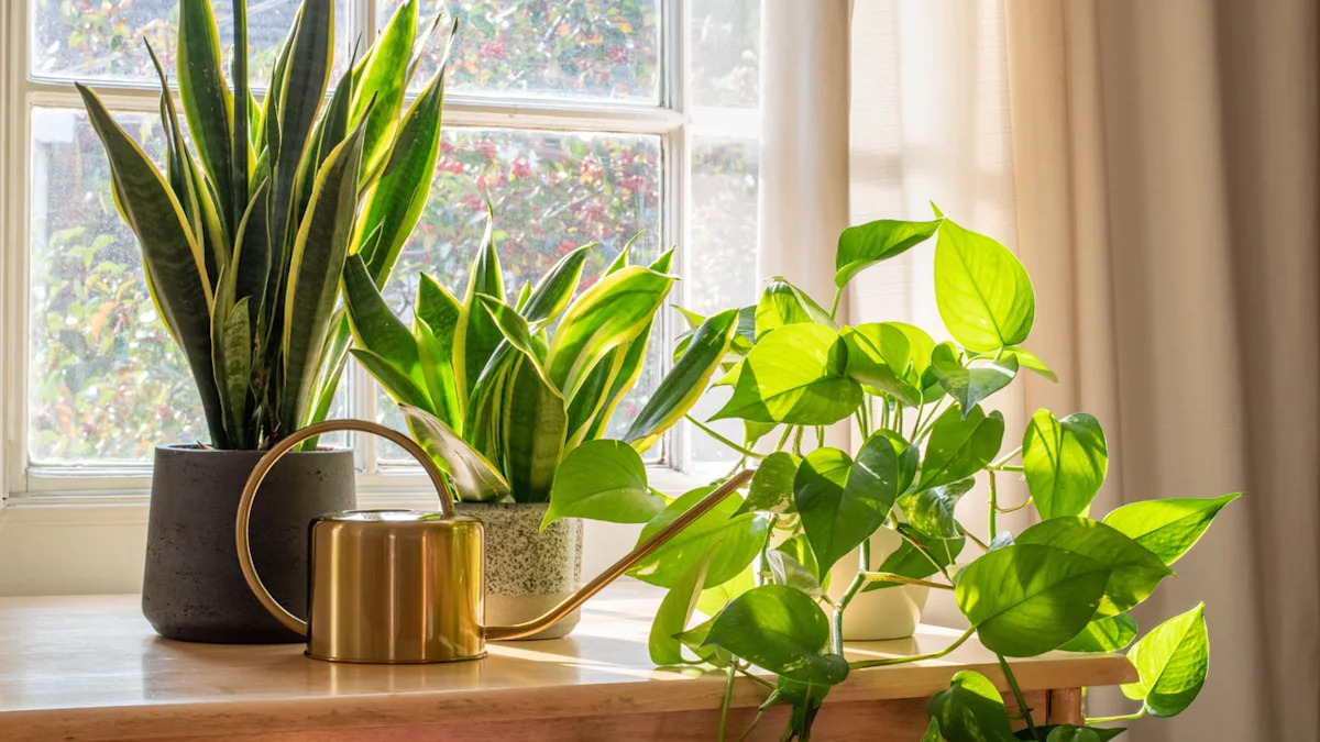 Houseplant