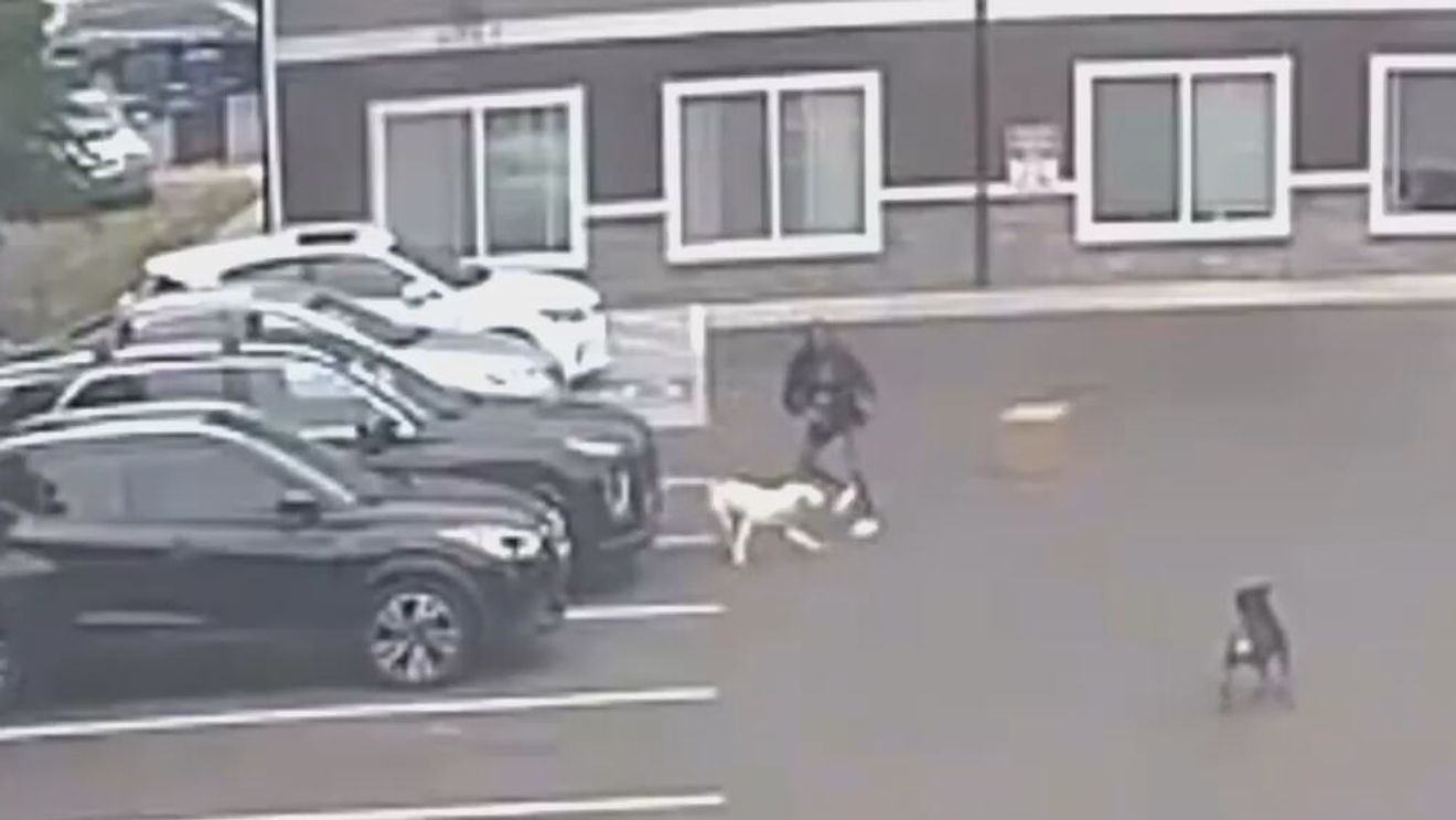 Dogs